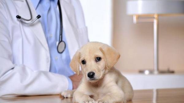 Как правильно вакцинировать щенка?
