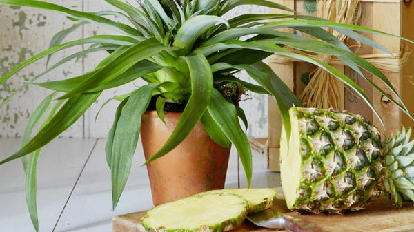 Как вырастить ананас дома и создать тропический уголок