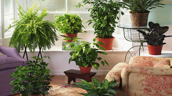 5 самых полезных растений для дома