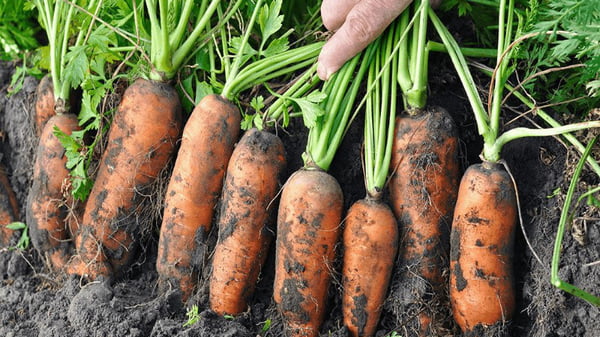 Как вырастить на огороде крупную и сладкую морковку: полезные советы
