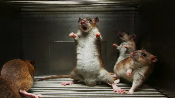 Ученые вывели подвид мышей шизофреников