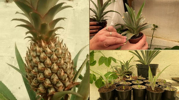Экзотика дома: как вырастить ананас?