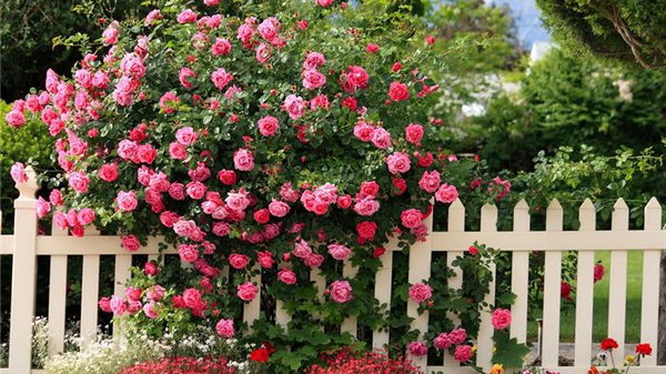 Правила посадки роз в открытый грунт весной