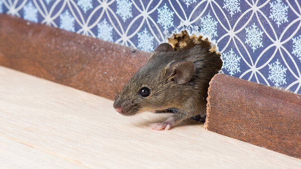 Как понять, что в вашем доме есть мыши: 6 признаков