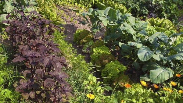 9 великолепных советов для садоводов, о которых ты наверняка раньше не слышал