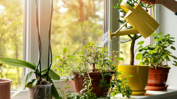 10 растений, которые принесут в ваш дом любовь