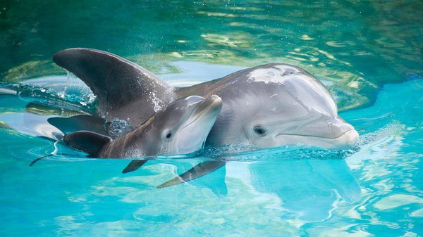 Новая Зеландия запретила туристам купаться с дельфинами: подробности