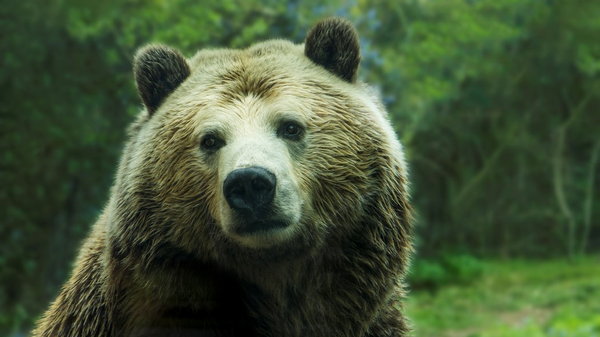 Правда ли медвежья желчь спасает от рака и гепатита