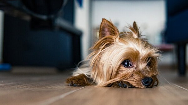 Собака, которая не пахнет псиной: 10 пород для людей с чувствительным ...