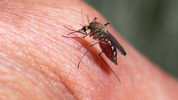Народные средства от комаров: простые рекомендации
