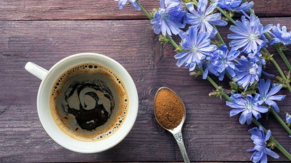 Альтернатива кофе: в чем польза напитка из цикория?