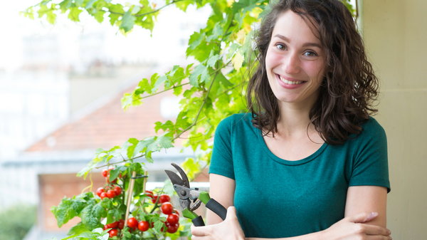 Как вырастить помидоры на балконе: инструкция для хозяюшек