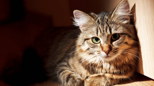 6 удивительных фактов о кошках