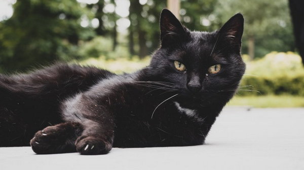 8 интересных фактов о черных кошках