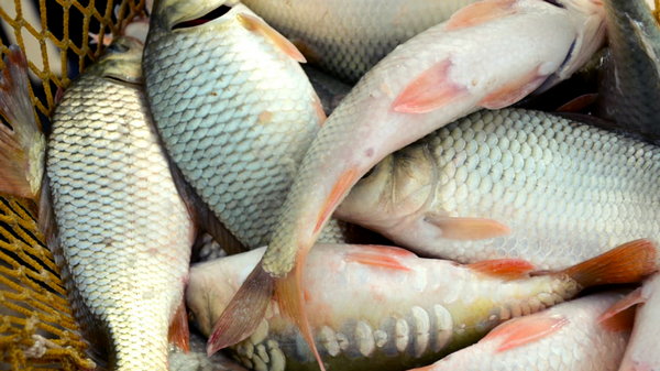 9 фактов о том, как выращивают рыбу на продажу