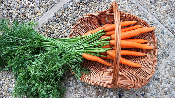 Зачем сажать морковь в саду