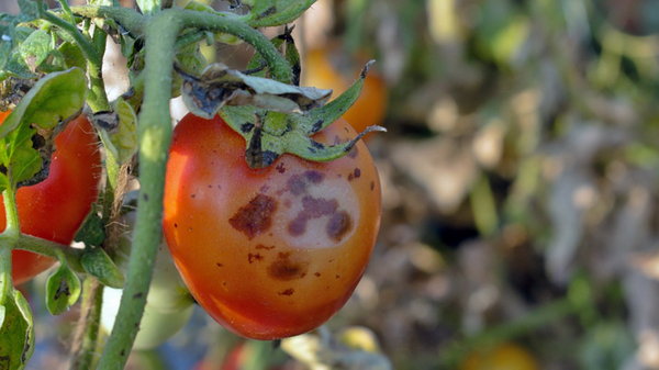 Почему помидоры иногда чернеют